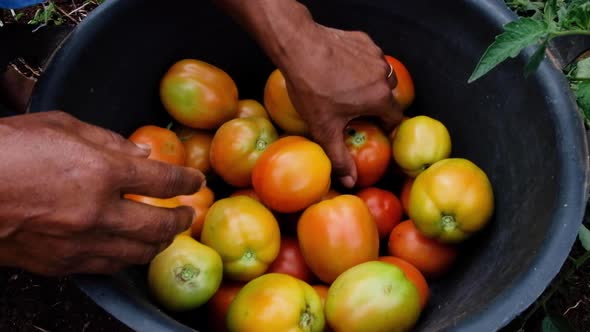 A women working in the garden and farm, picking and harvesting ripe tomatoes from tomato vines in ru