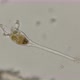 rotifer is kind of like a genus of Collotheca ornata, under a microscope  - VideoHive Item for Sale