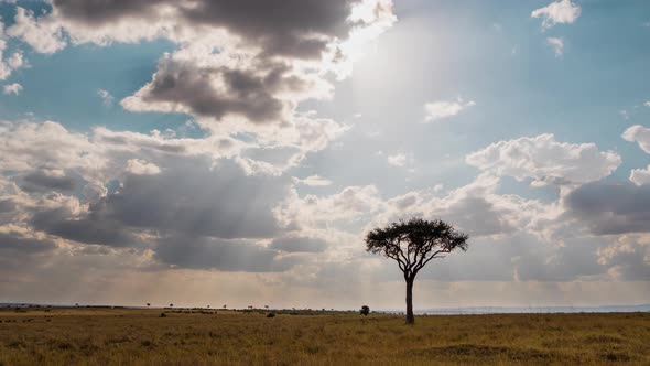 Timelapse of an acacia tree in Maasai Mara