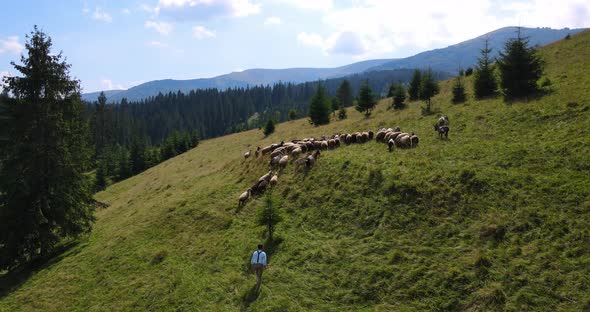 Boy Grazing Sheep In The Mountains. Carpathians. Shepherd