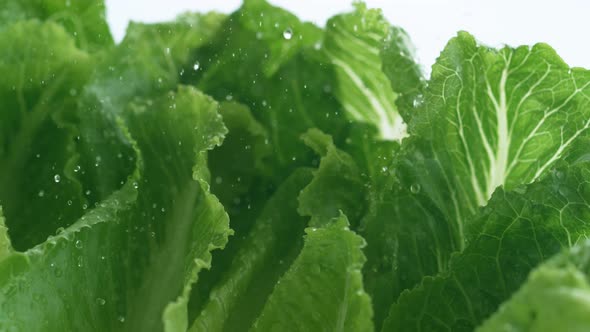 Water droplets on romani lettuce. Slow Motion. alt
