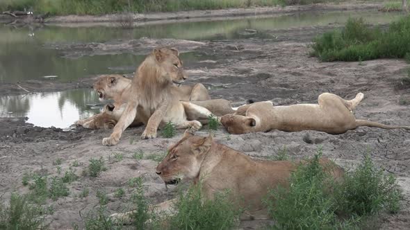 A pride of lions resting together at the edge of a waterhole in Africa.