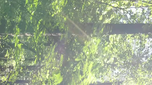 Vertical Video of a Forest with Trees in Ukraine