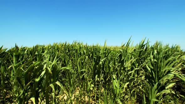 Green Cornfield