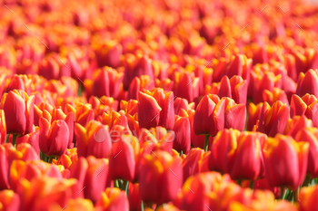 Tulips as a background. Field. Blooming season.  Colors as background and wallpaper.