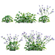 Eryngium alpinum - Sea Holly - Queen of the alps - 3DOcean Item for Sale