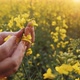 Farmer Examines a Sprig of Flowering Rapeseed in the Field - VideoHive Item for Sale