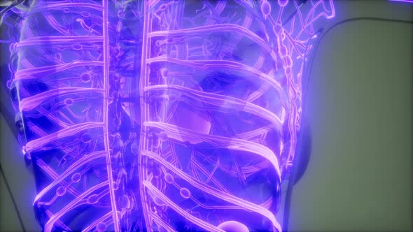 Blood Vessels of Human Body alt