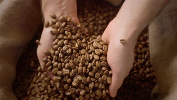 Farmer's Hand in a Bag of Coffee Beans Checks the Harvest and Roasting