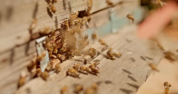Closeup of Honey Bees in an Apiary