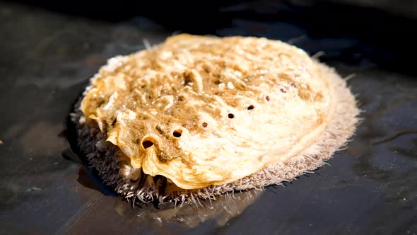 Single abalone in shallow water, respiratory holes visible; static shot