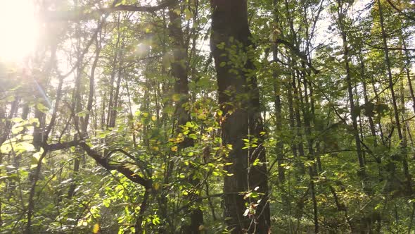 Forest with Trees in an Autumn Day