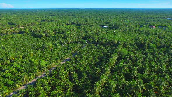 An aerial view from a drone flying over a beautiful green coconut grove