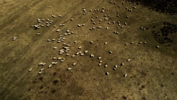 A Large Herd of Sheep Grazes in a Meadow in the Spring