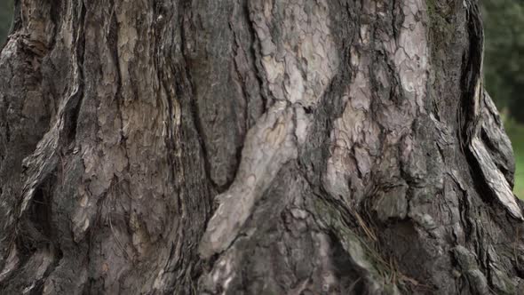 Old dead tree trunk close up panning shot