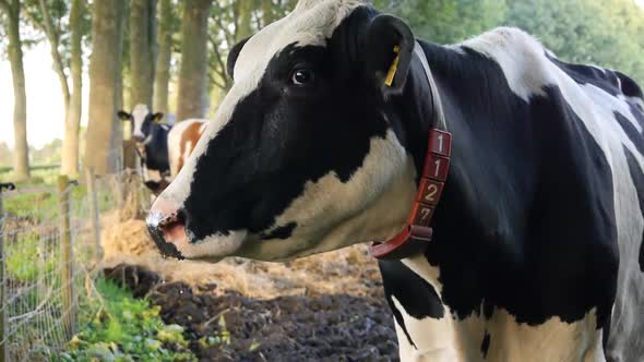 Cows at a European countryside farm.