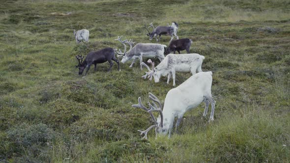 Grazing reindeer in green meadow