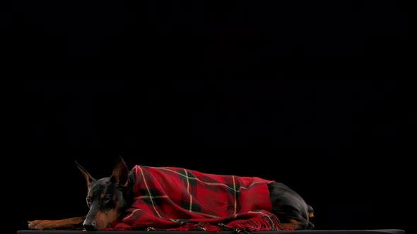 Dark Brown Doberman Wrapped Red Checkered Blanket Lies Its Head Resting Its Front Legs