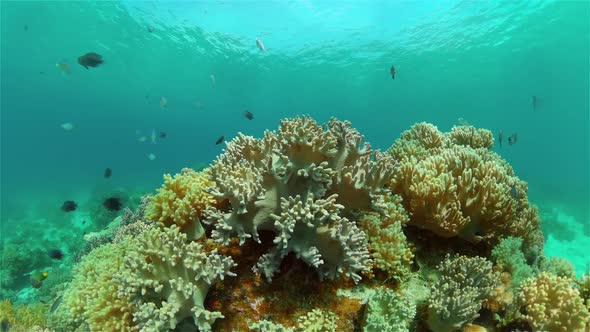 The Underwater World of a Coral Reef