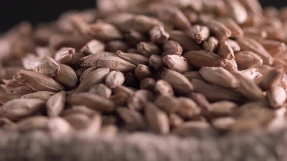 Close Up of Spinning Malt Grains