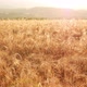 Golden Wheat Field - VideoHive Item for Sale