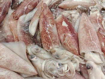 Squid on sale in the wet market