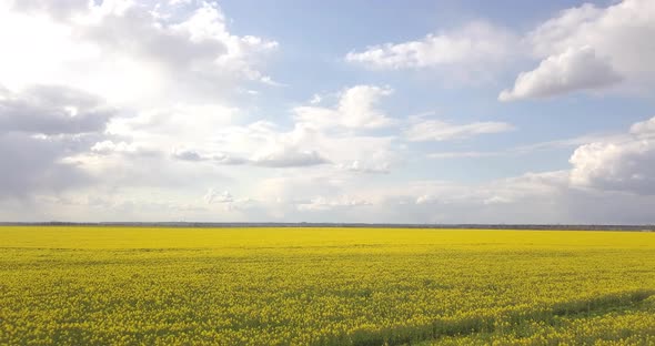 Yellow Field Of Rapeseed From A Great Height, In Spring