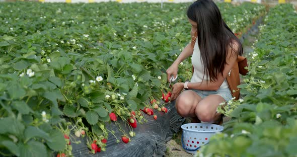 Woman picking strawberry field