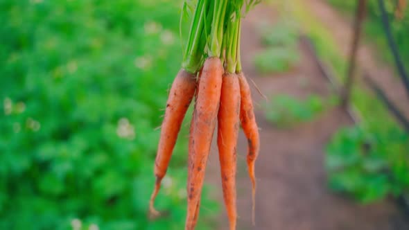 Harvest of Domestic Carrots is Carried Close Up Against a Blurred Background of a Home Vegetable