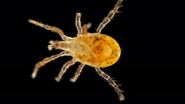 MIte of the Order Mesostigmata Under a Microscope, Class Arachnida, Superorder Parasitiformes