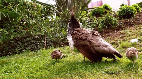 Mother peafowl with babies feeding close up. Pavo cristatus