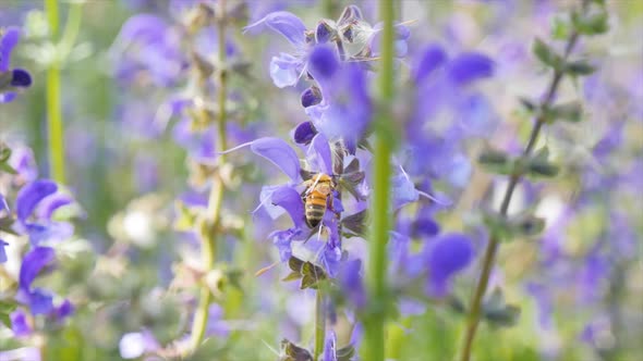 Bee on Salvia Pratensis Type Plant