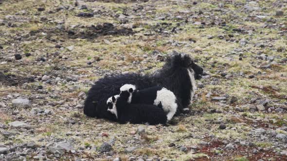 Lambs Resting With Their Mother On Faroe Island