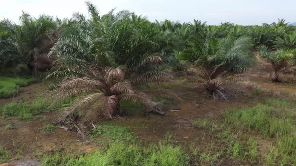 Sliding over dry leaves oil palm tree.