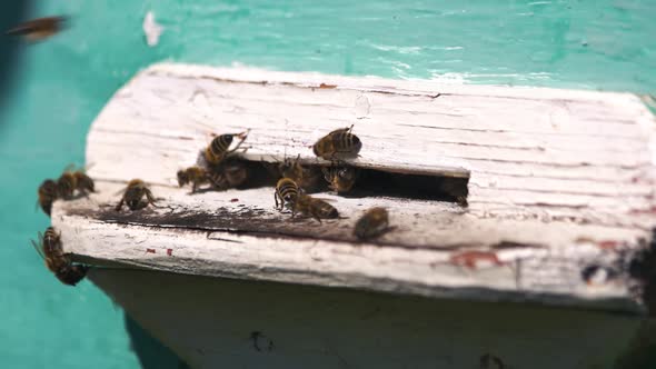 Close Up of Swarm of Bees Fly To the Beehive