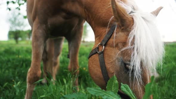 Brown Horse With A Blonde Mane Eating Grass On The Horse Farm During The Daytime