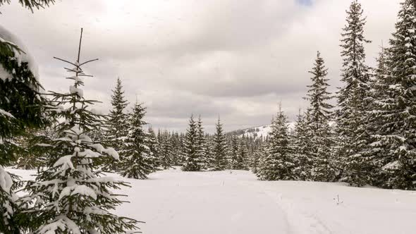 Snow covered trees in the mountains in a cloudy winter day