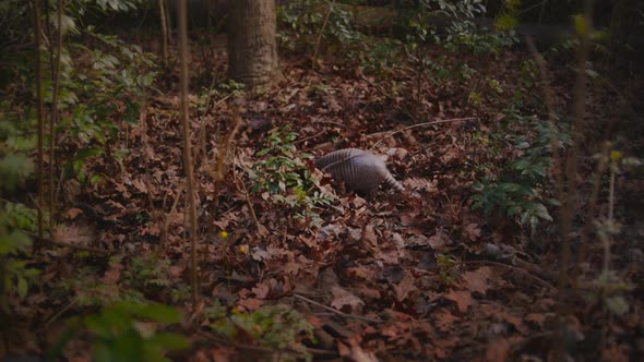 A nine-banded armadillo makes its way through the woods looking for food.
