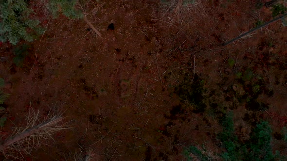 Straight moving aerial shot of treetops of a pine tree forest from the forest floor to the tops of t