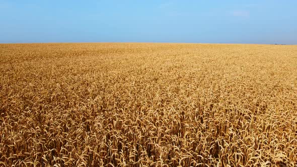 Landscape Wheat Field