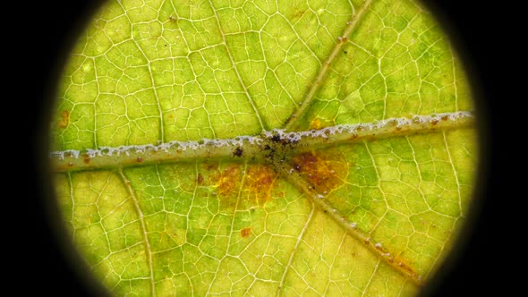 Leaf Analysis 