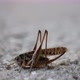Macro Photography of a Small Grasshopper on a Gray Background - VideoHive Item for Sale