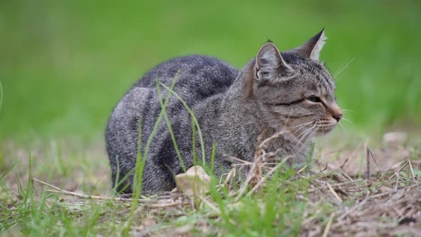 Close up of tabby cat sitting on a grass