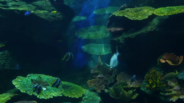 School of Fish of Various Species Swimming in Clean Blue Water of Large Aquarium. Marine Underwater