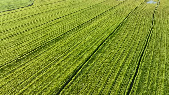 Farm Green Texture 4 K Aerial View