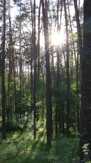 Vertical Video of Forest with Pine Trees in Summer