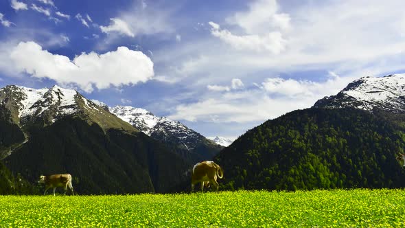 Highland Mountains and Forest