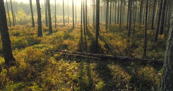 Forest at Sunrise in Misty Morning Moving Backwards