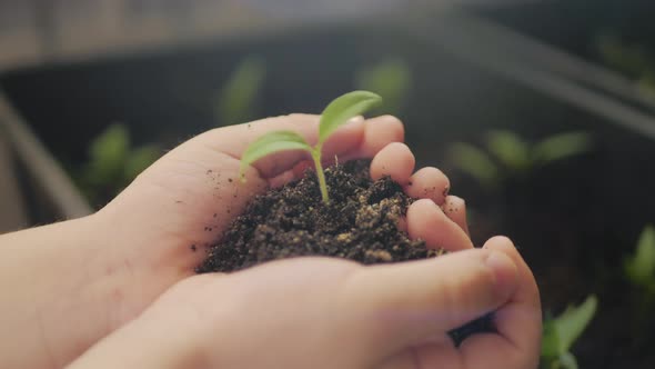 Small Green Plant Growing From Soil in a Child Hands