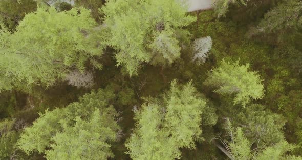 Overhead Aerial Drone Flight Establisher Over Woods Forest and Lake
